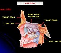 Các Bộ Phận Ở Mũi